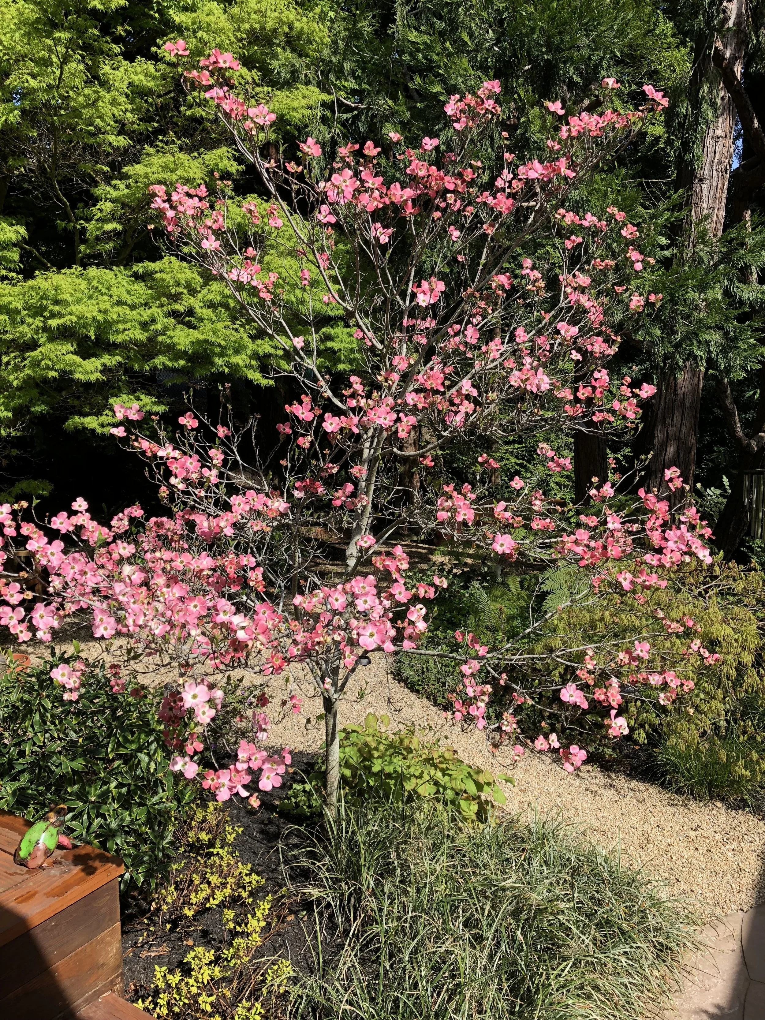 Pink Flowering Dogwood