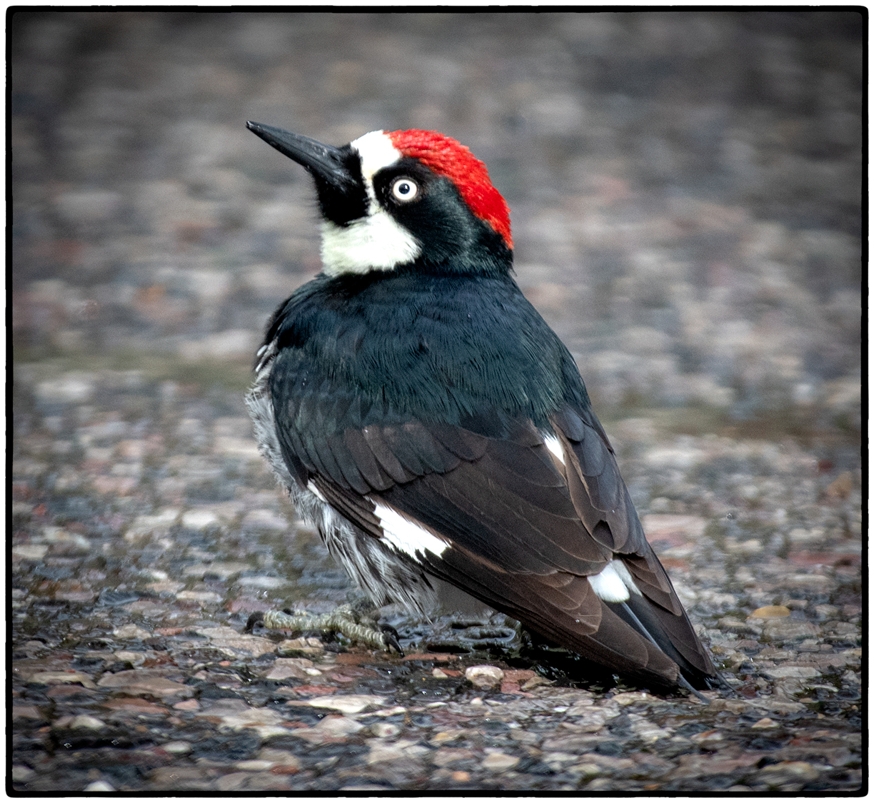 Acorn Woodpecker