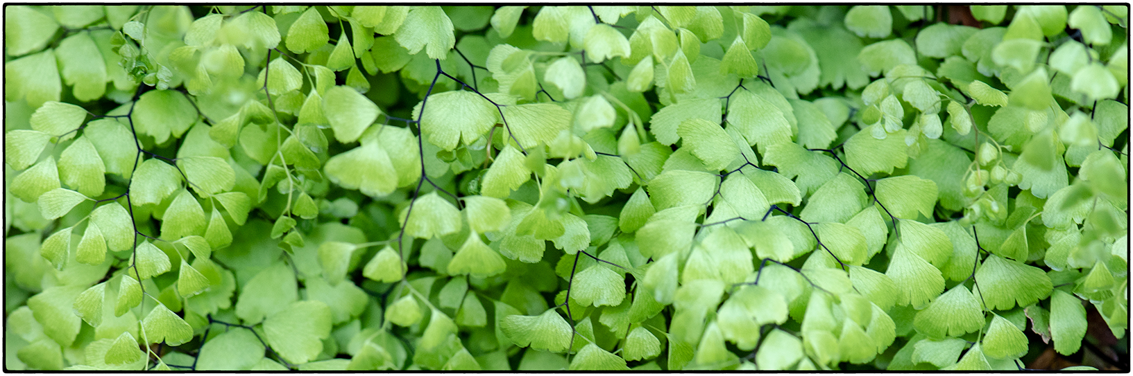 Hanging Gardens of Page