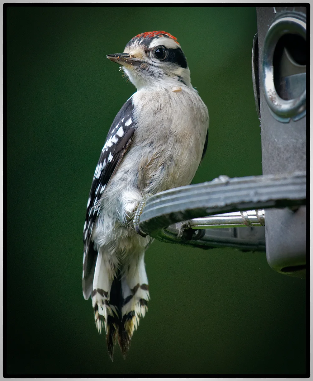 Downy Woodpecker