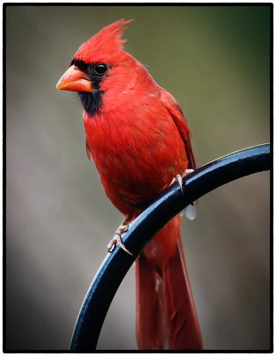 Northern Cardinal