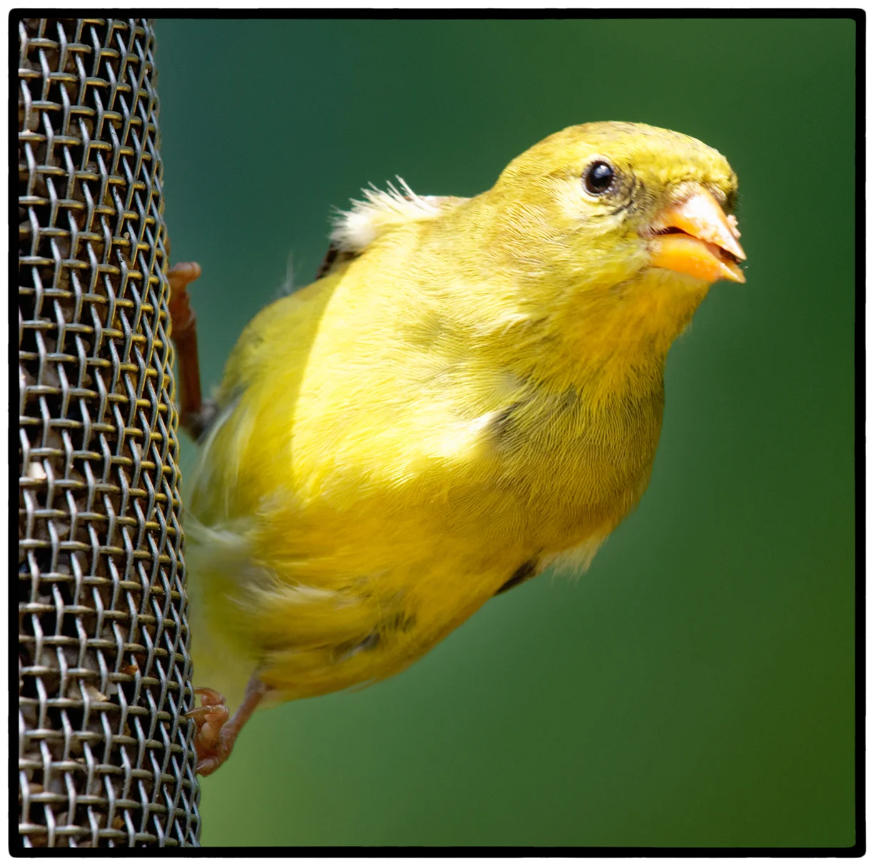 Female American Goldfinch