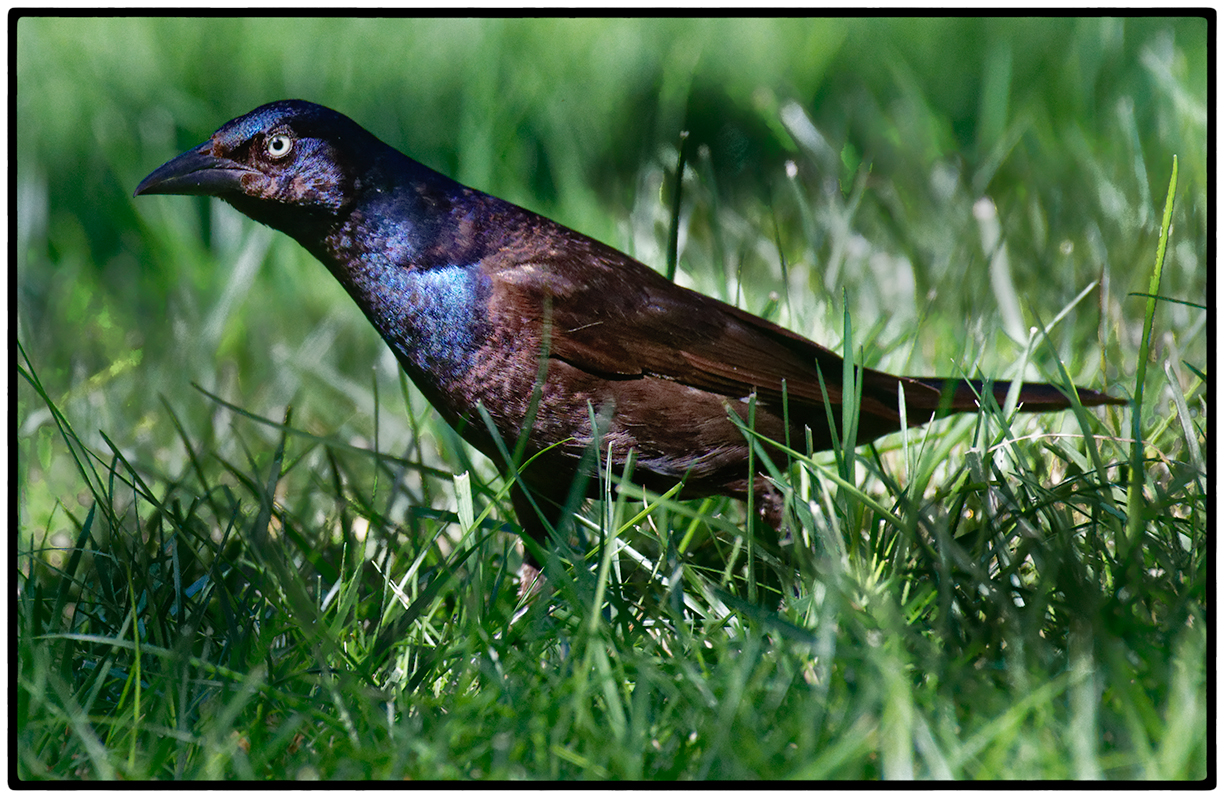 Common Grackle