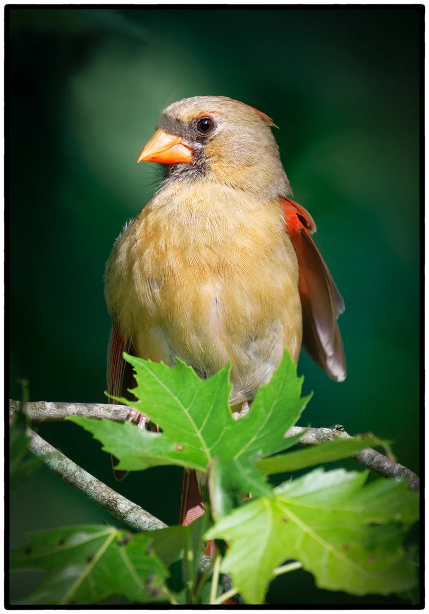 Northern Cardinal