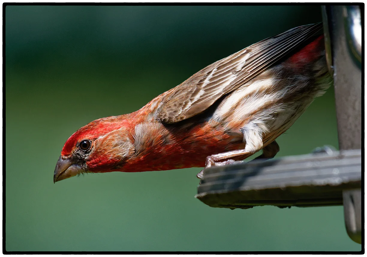 House Finch
