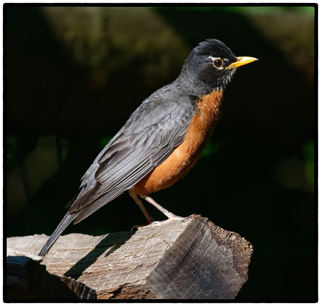 Turdus Migratorius