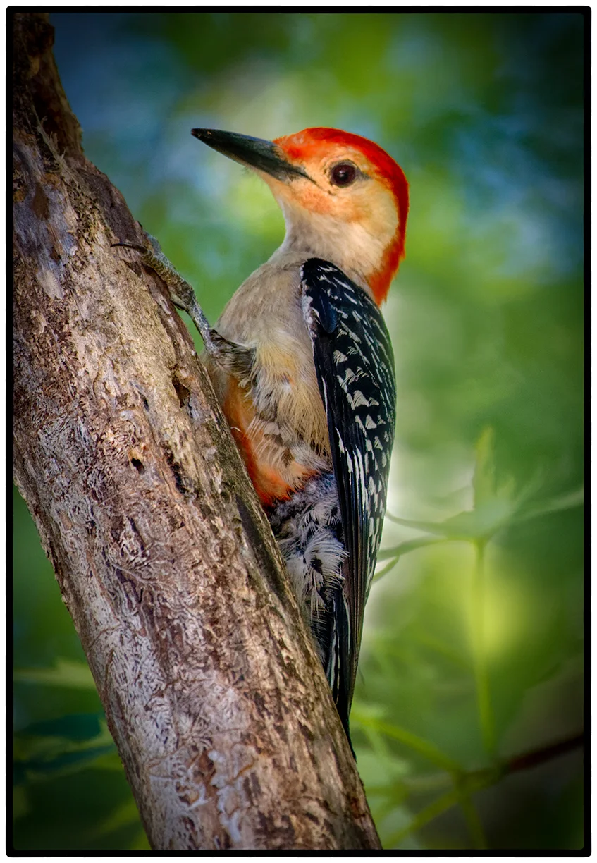 Red-bellied Woodpecker