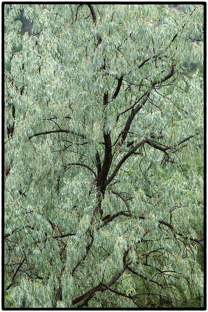 Sean and Greg's Olive Tree