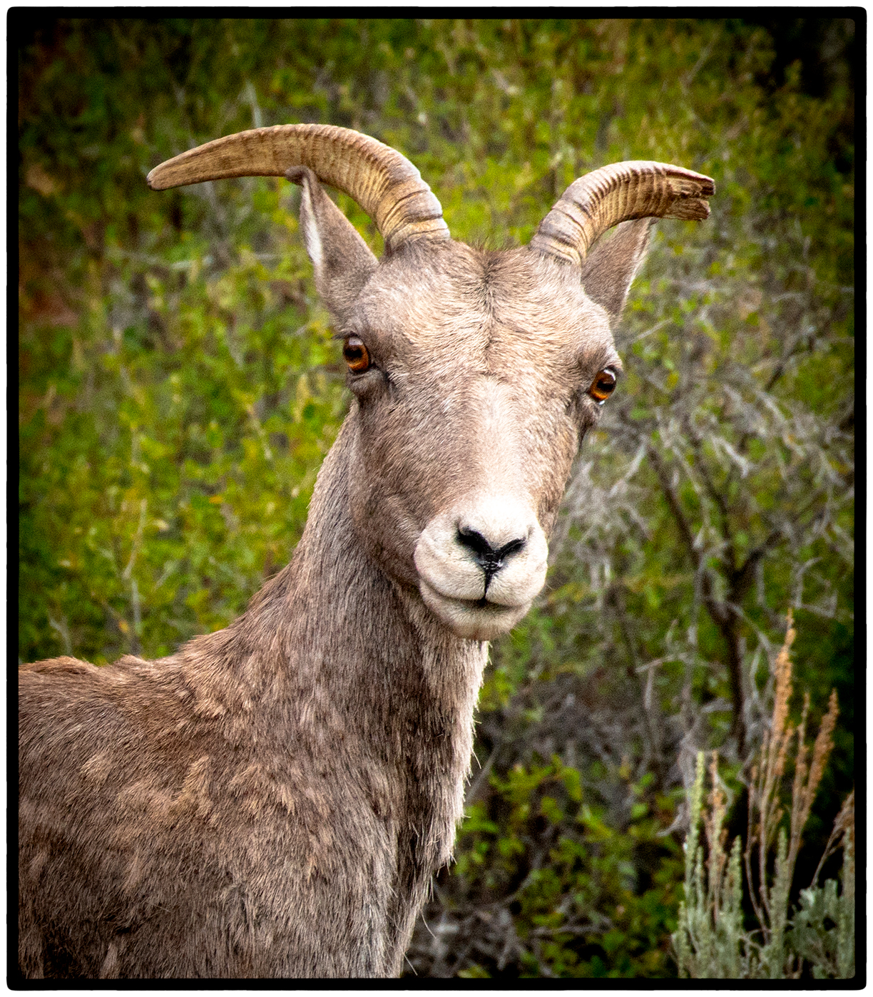 Colorado Mountain Goat