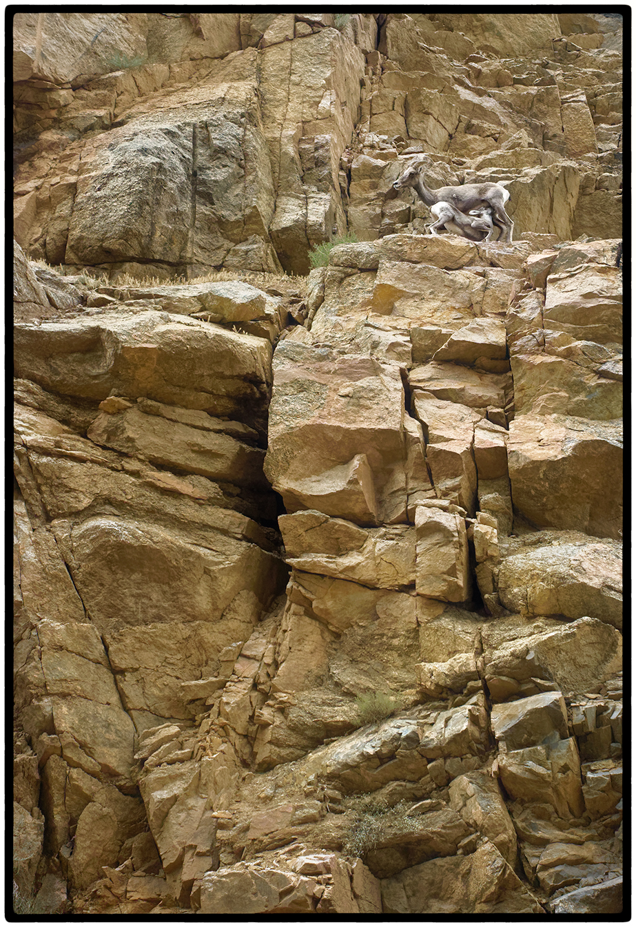 Goat Milk (On the Rocks)
