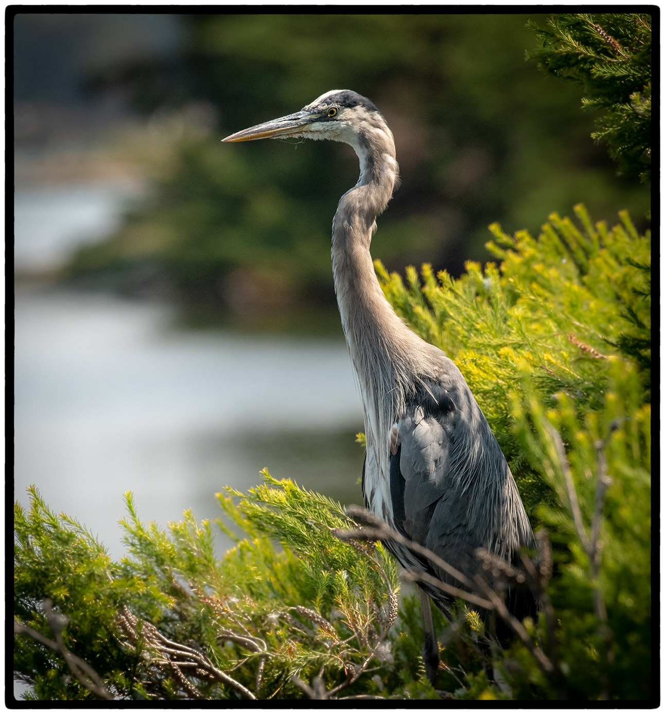 Great Blue Heron