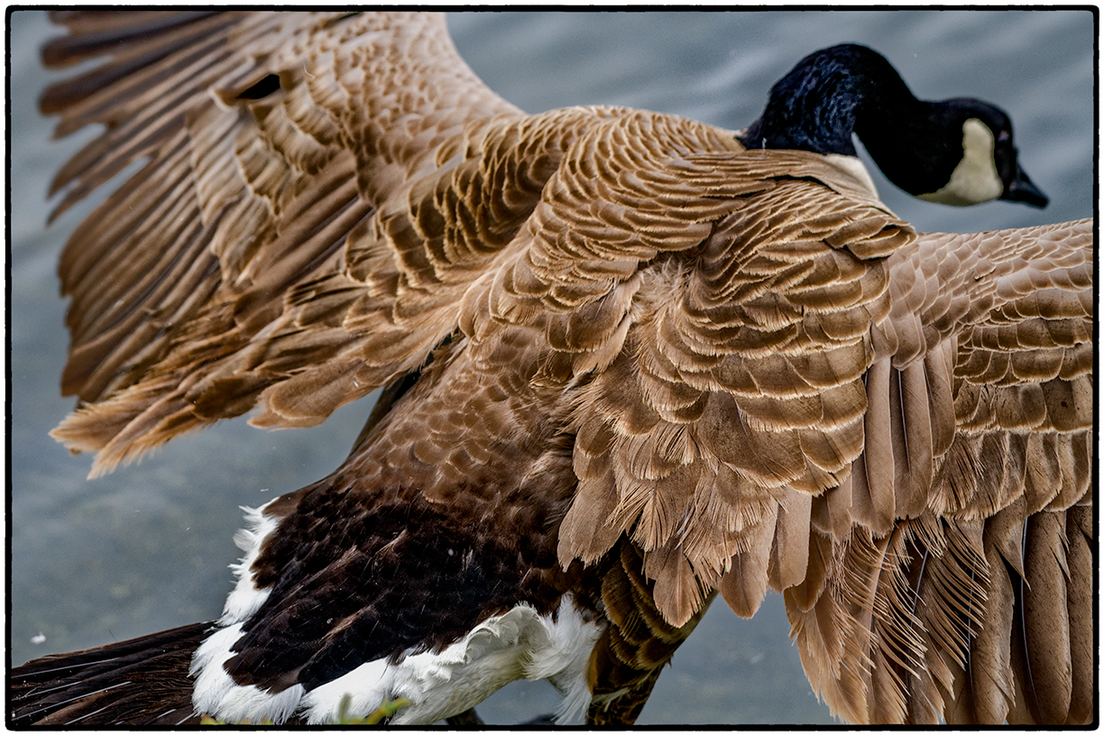 Canada Goose