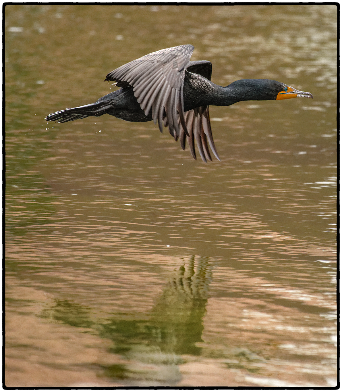 Double-crested Cormorant