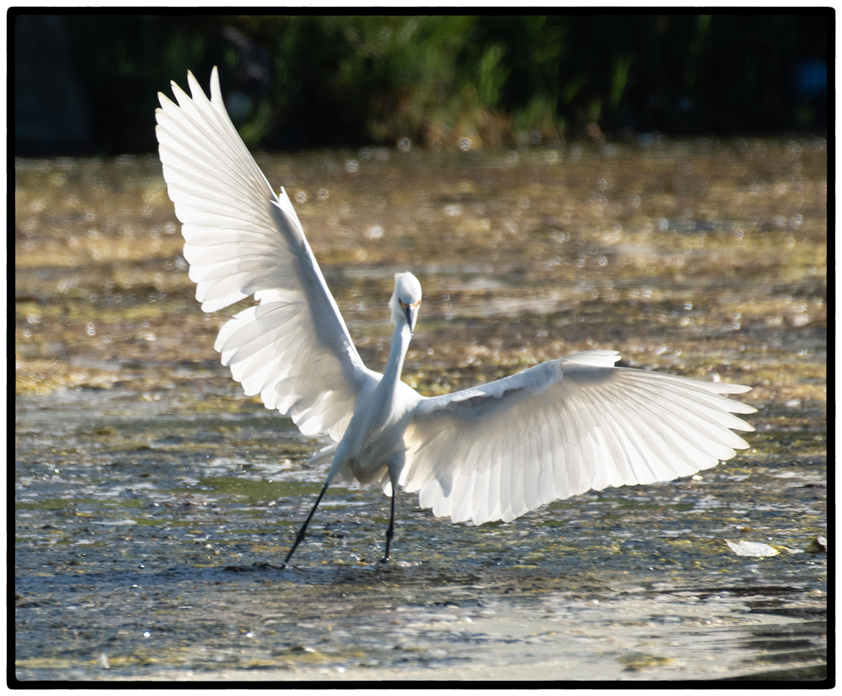 Snowy Egret