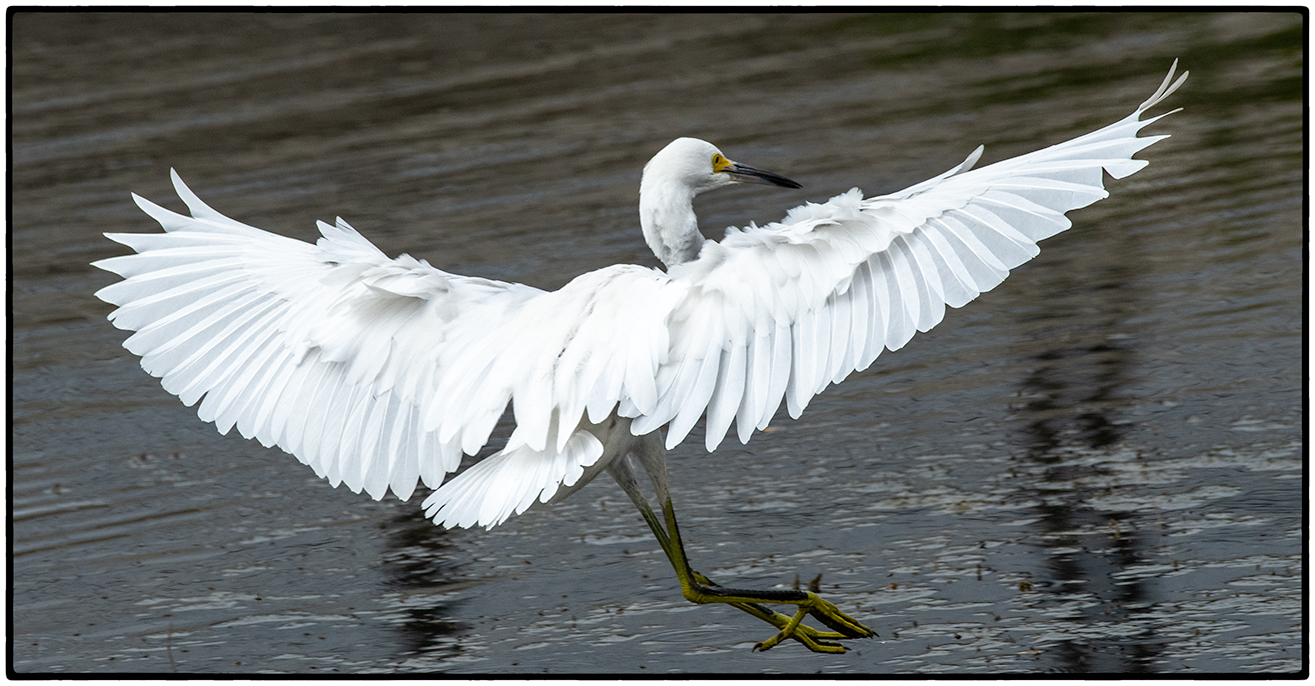 Great Egret