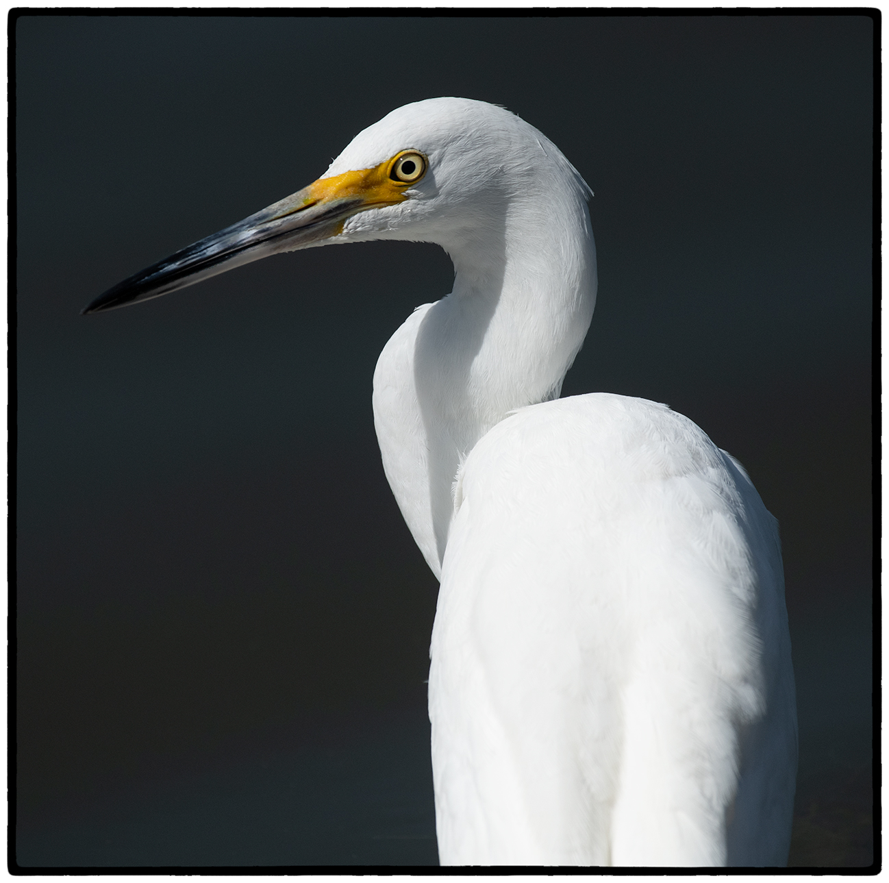 Snowy Egret