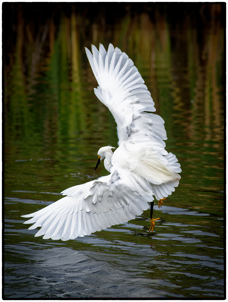 Snowy Egret