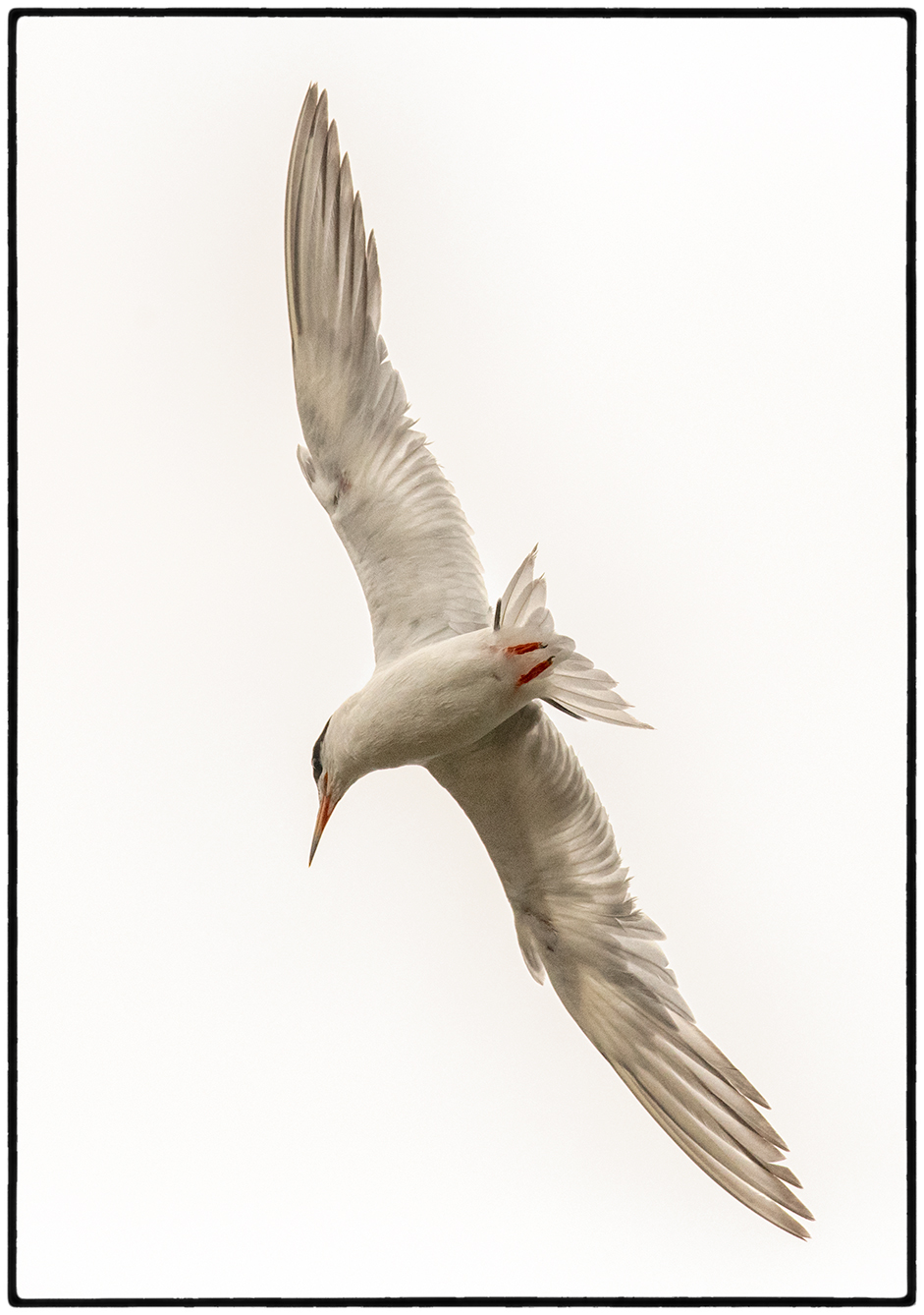 Tern