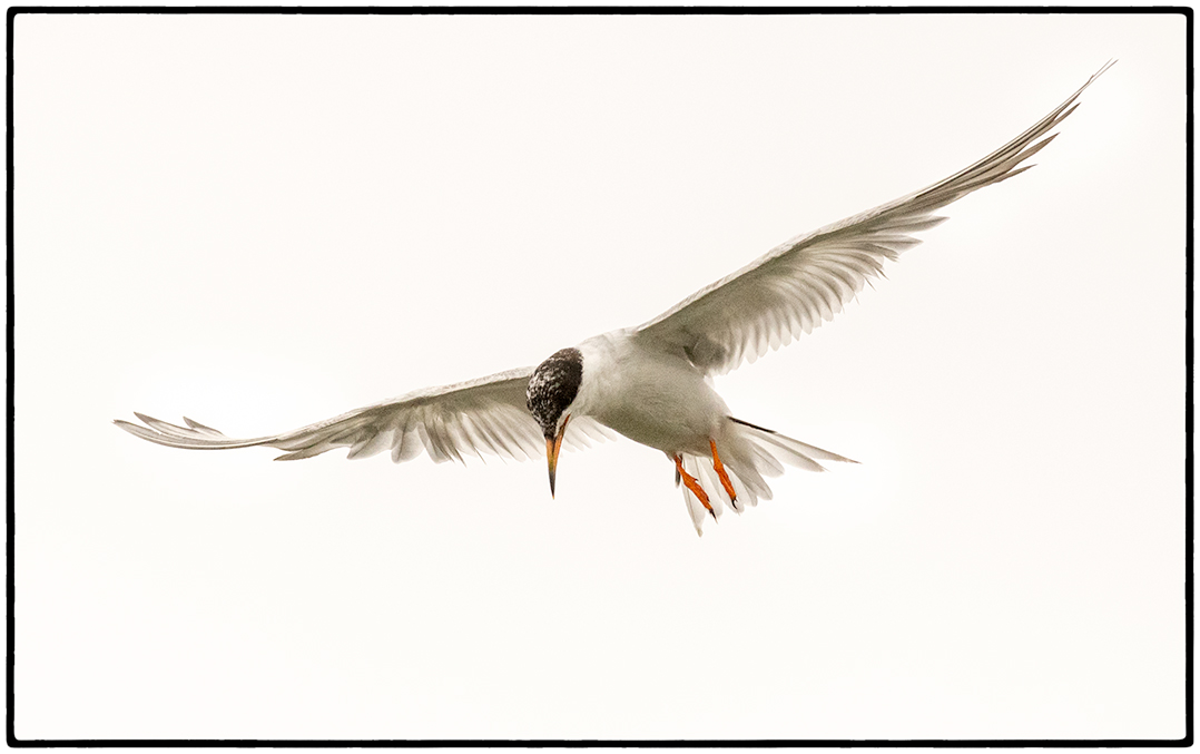 Tern