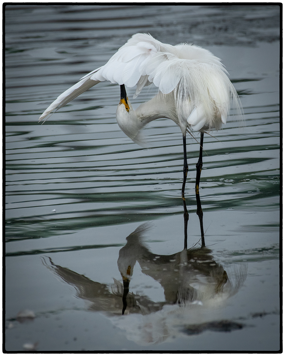 Snowy Egret