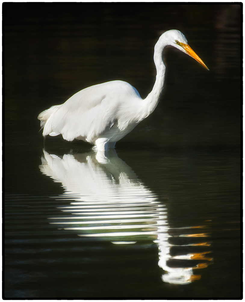 Snowy Egret