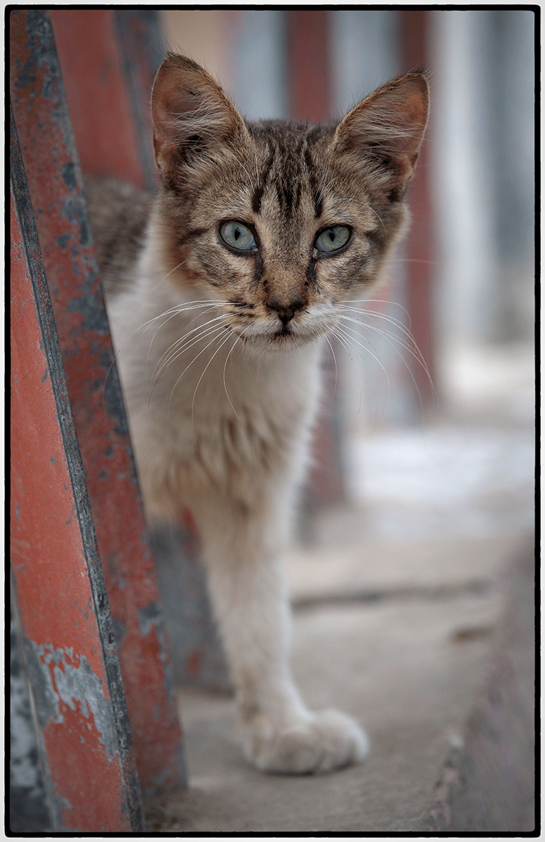 Cats are everywhere, Casablanca