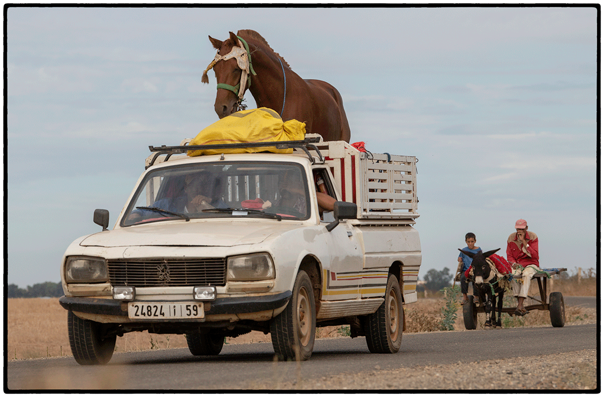 Horses and Mules Make Morocco Work