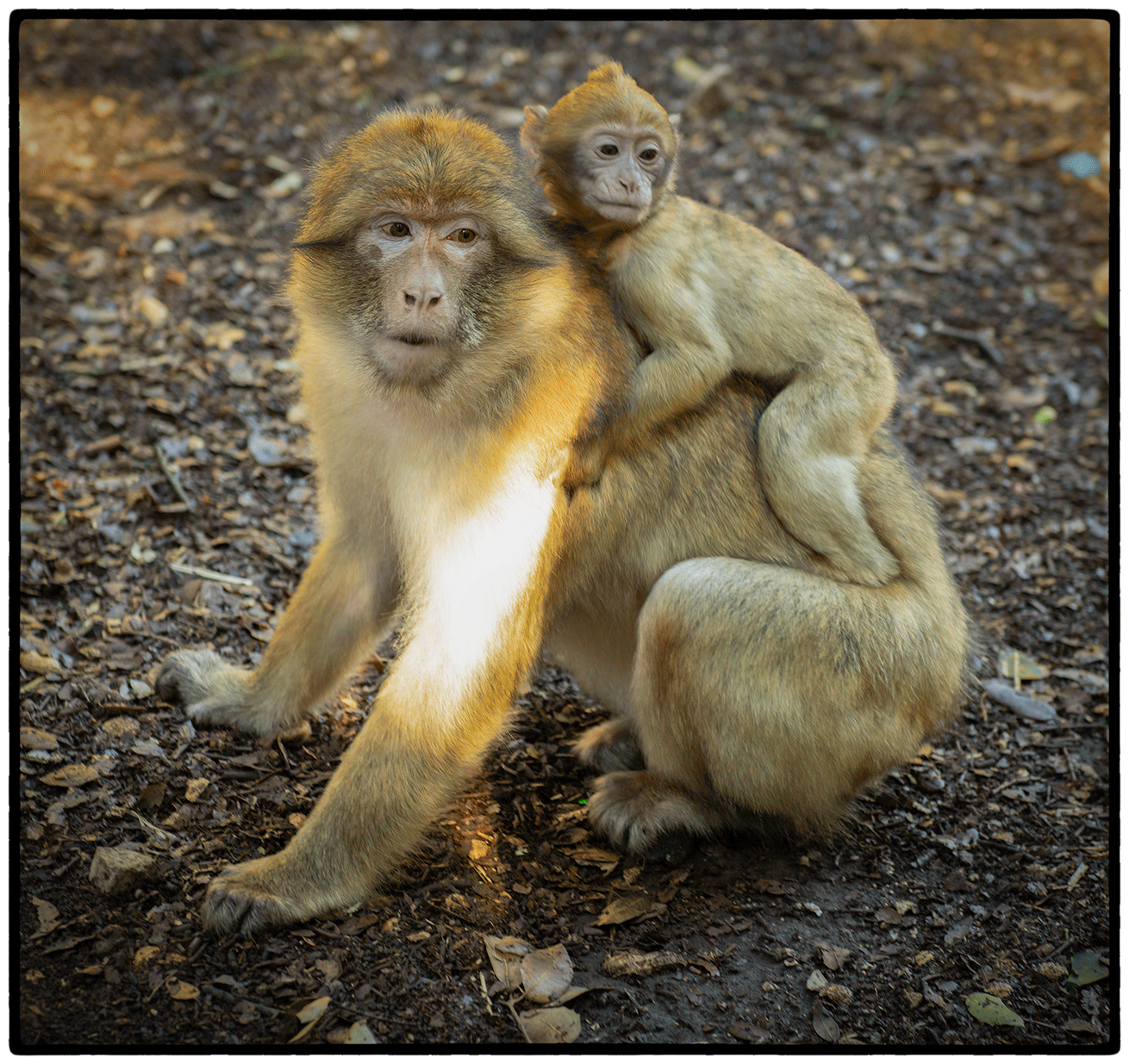 Spider Monkeys