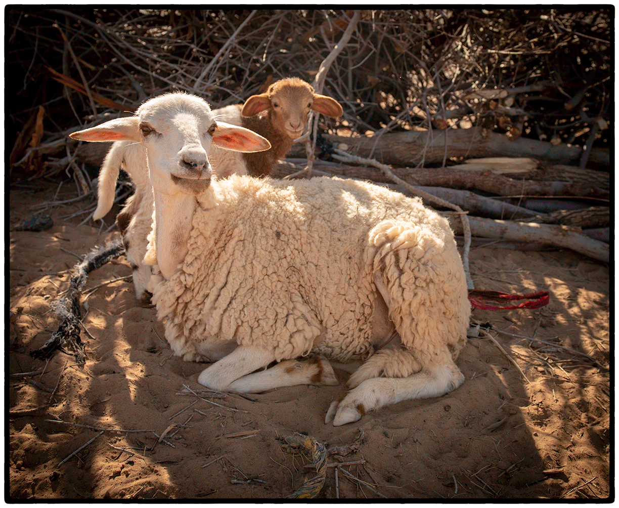 Sheep, Nomad Camp