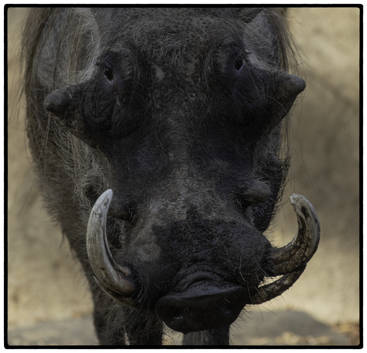 Warthog