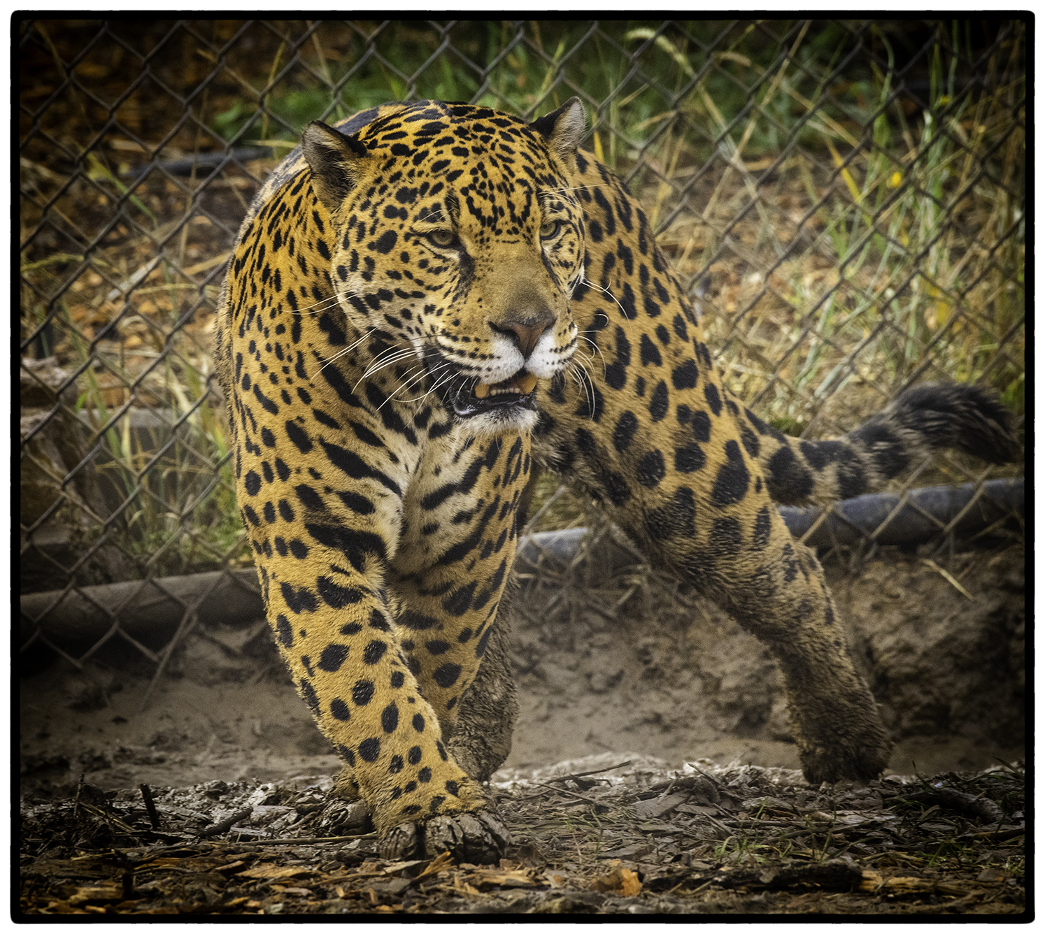 Jaguar