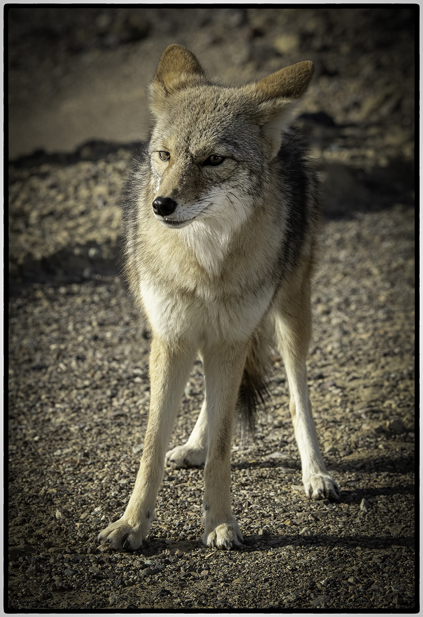 Local Resident