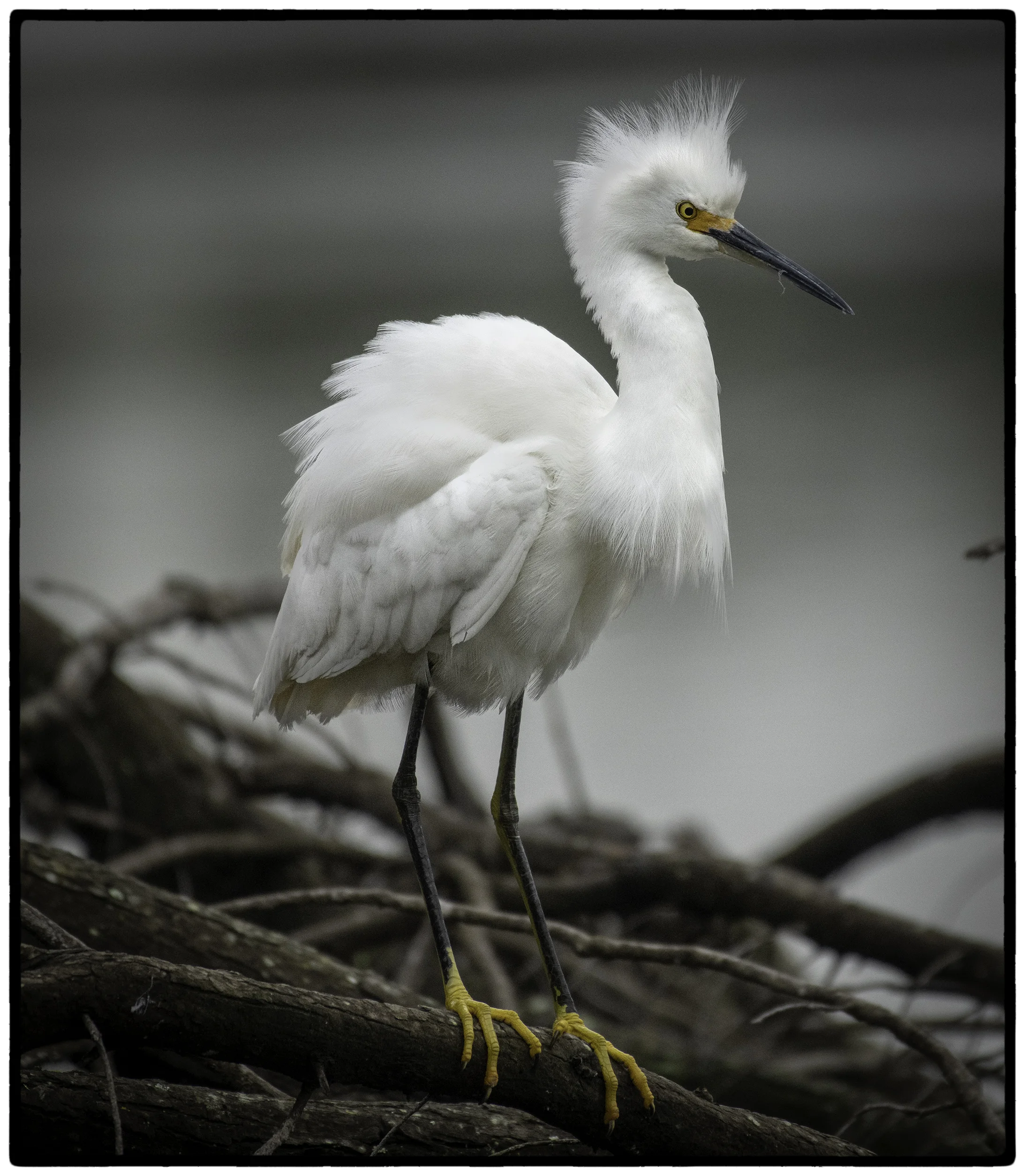 Snowy Egret