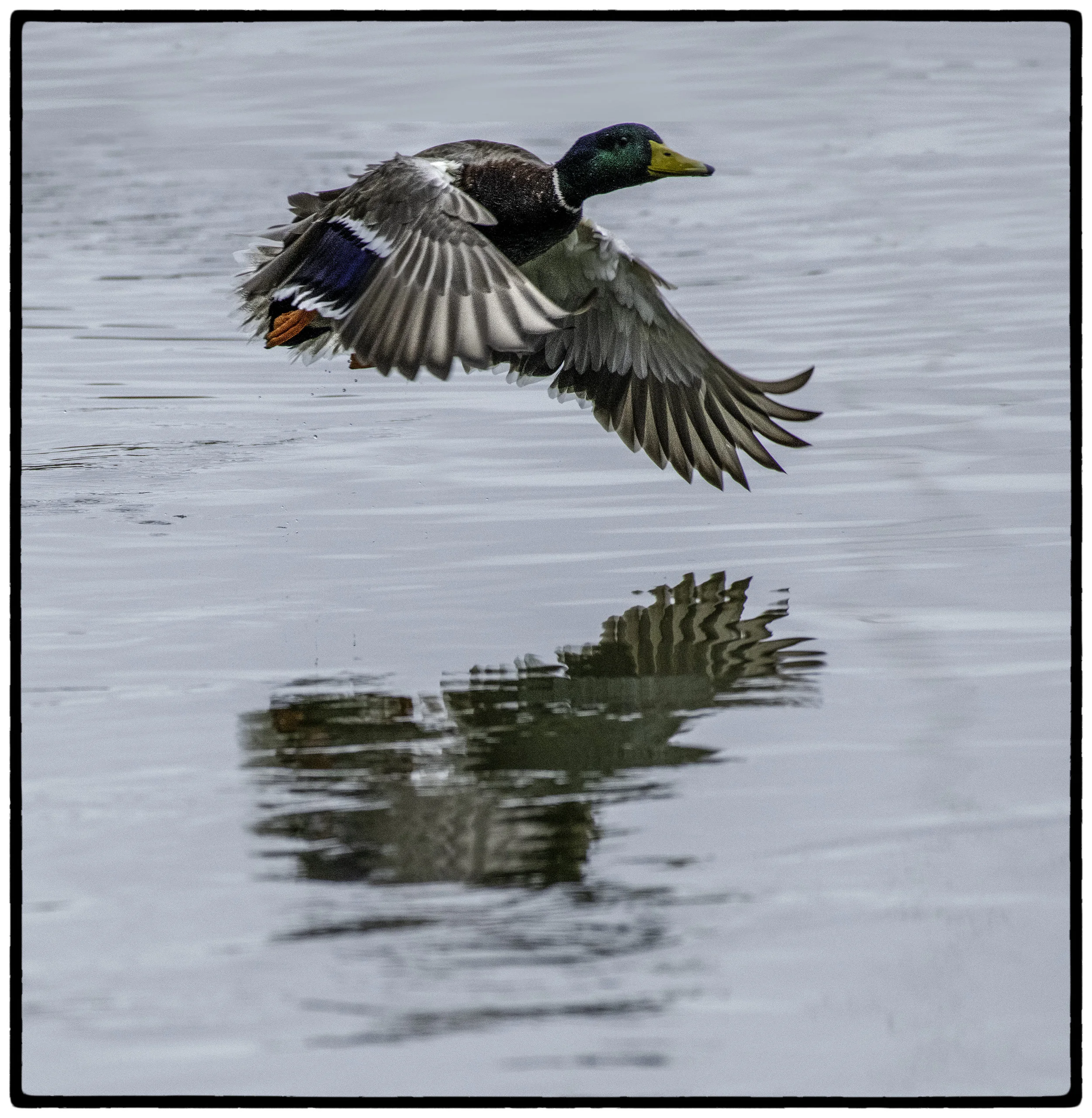 Duck 1
