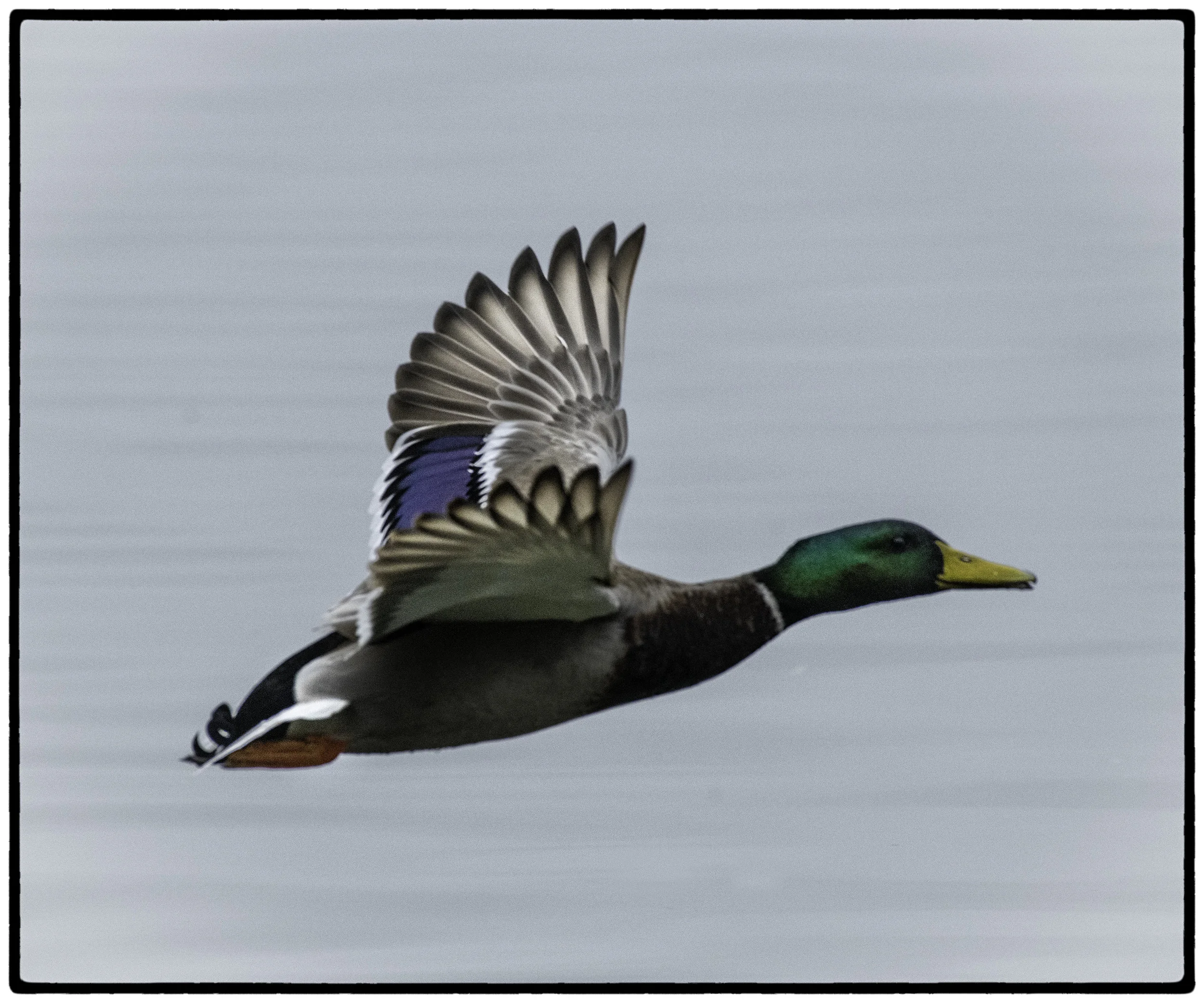 Duck 2