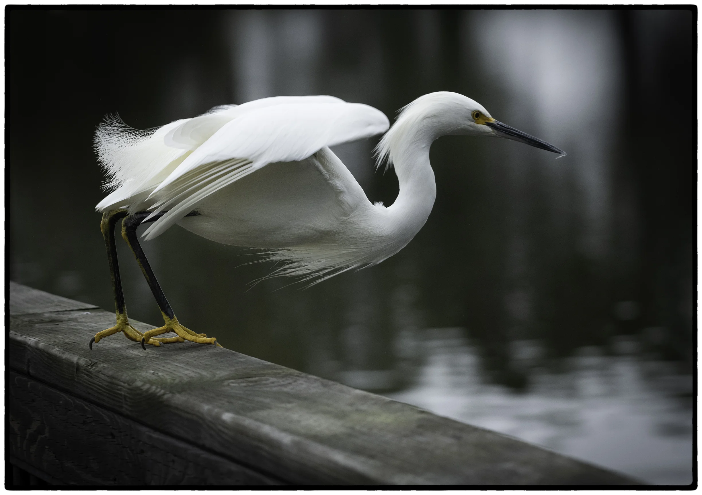 _DSC4379-Enhanced-Edit.jpg