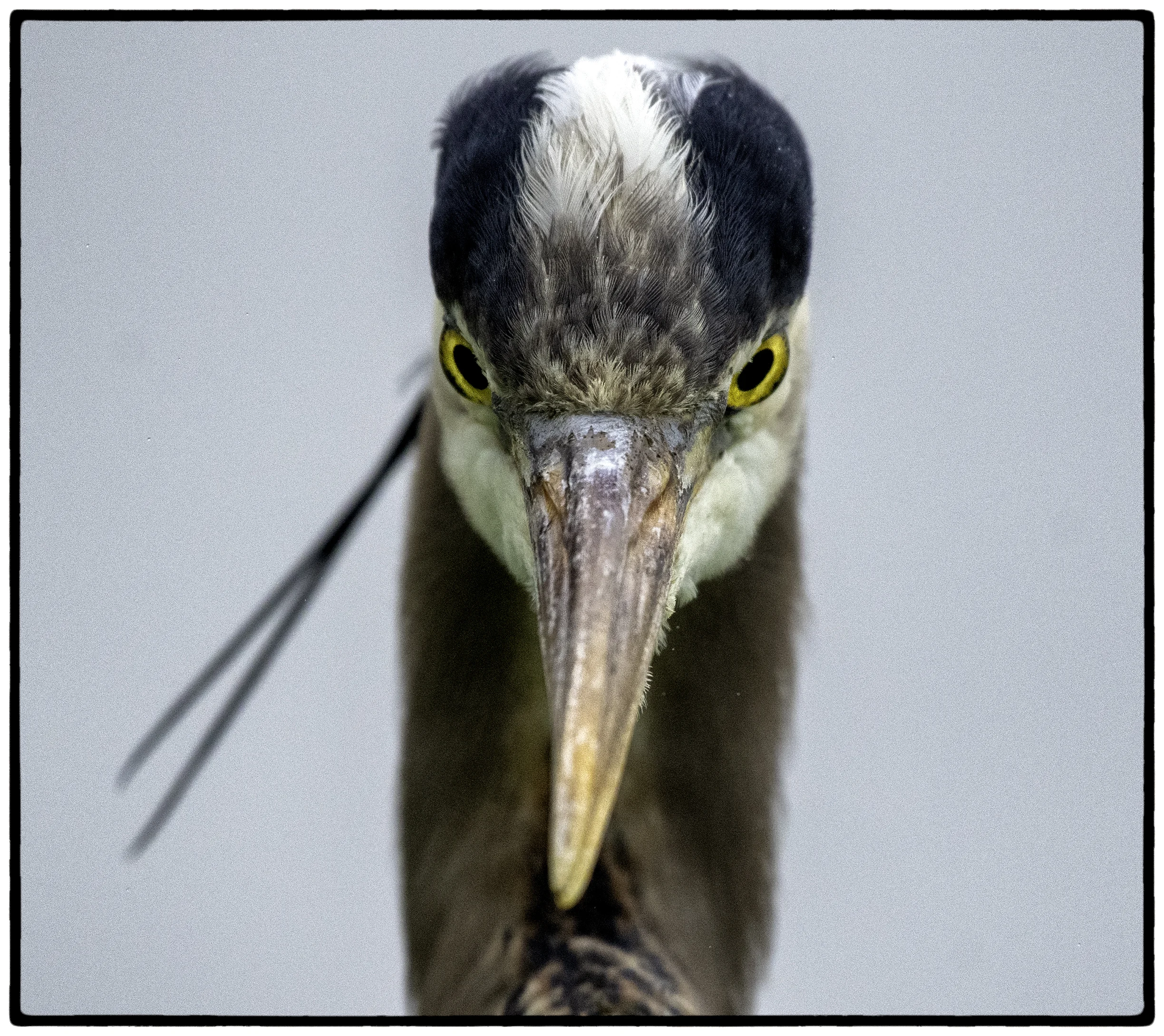 Great Blue Heron