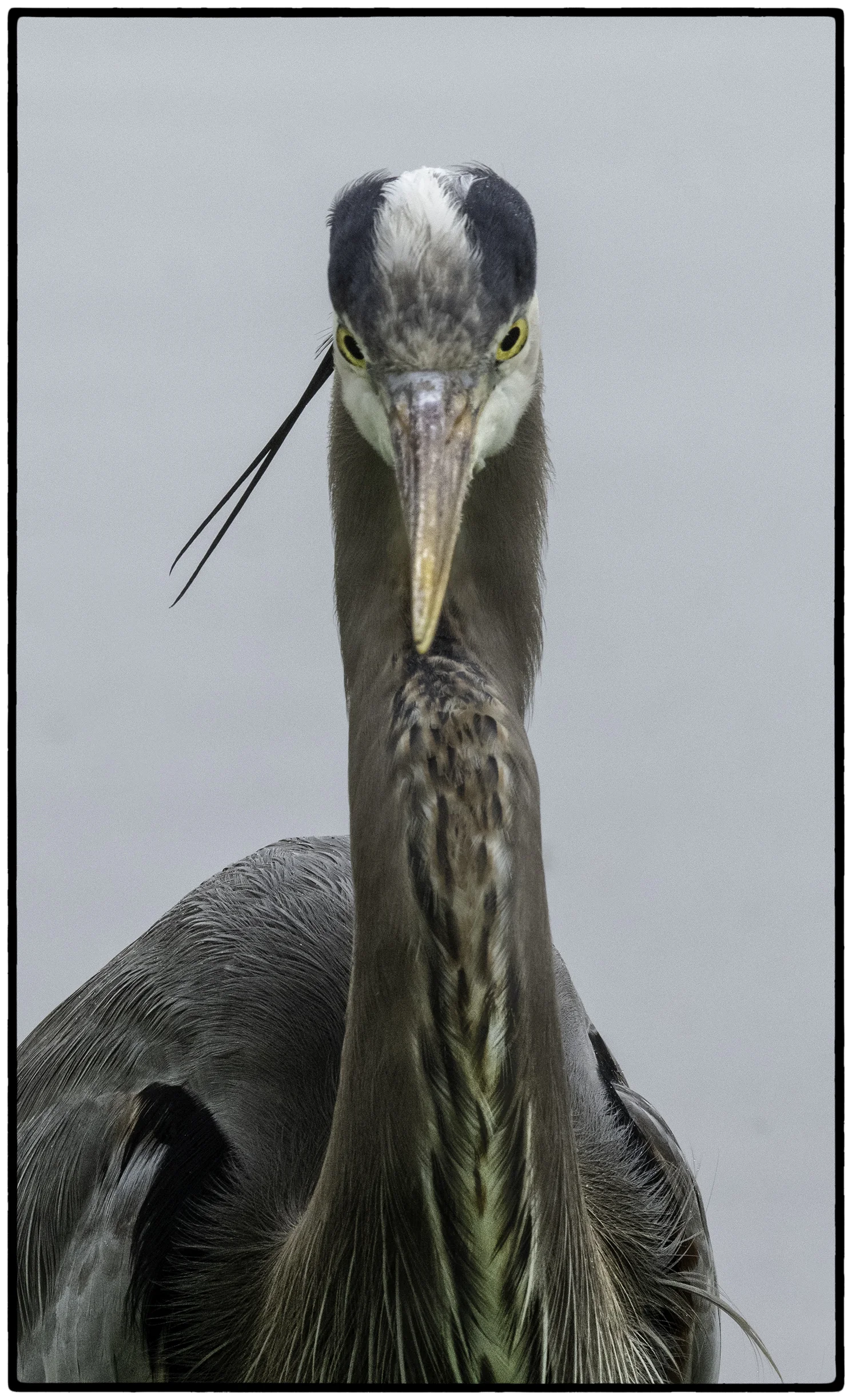 Great Blue Heron