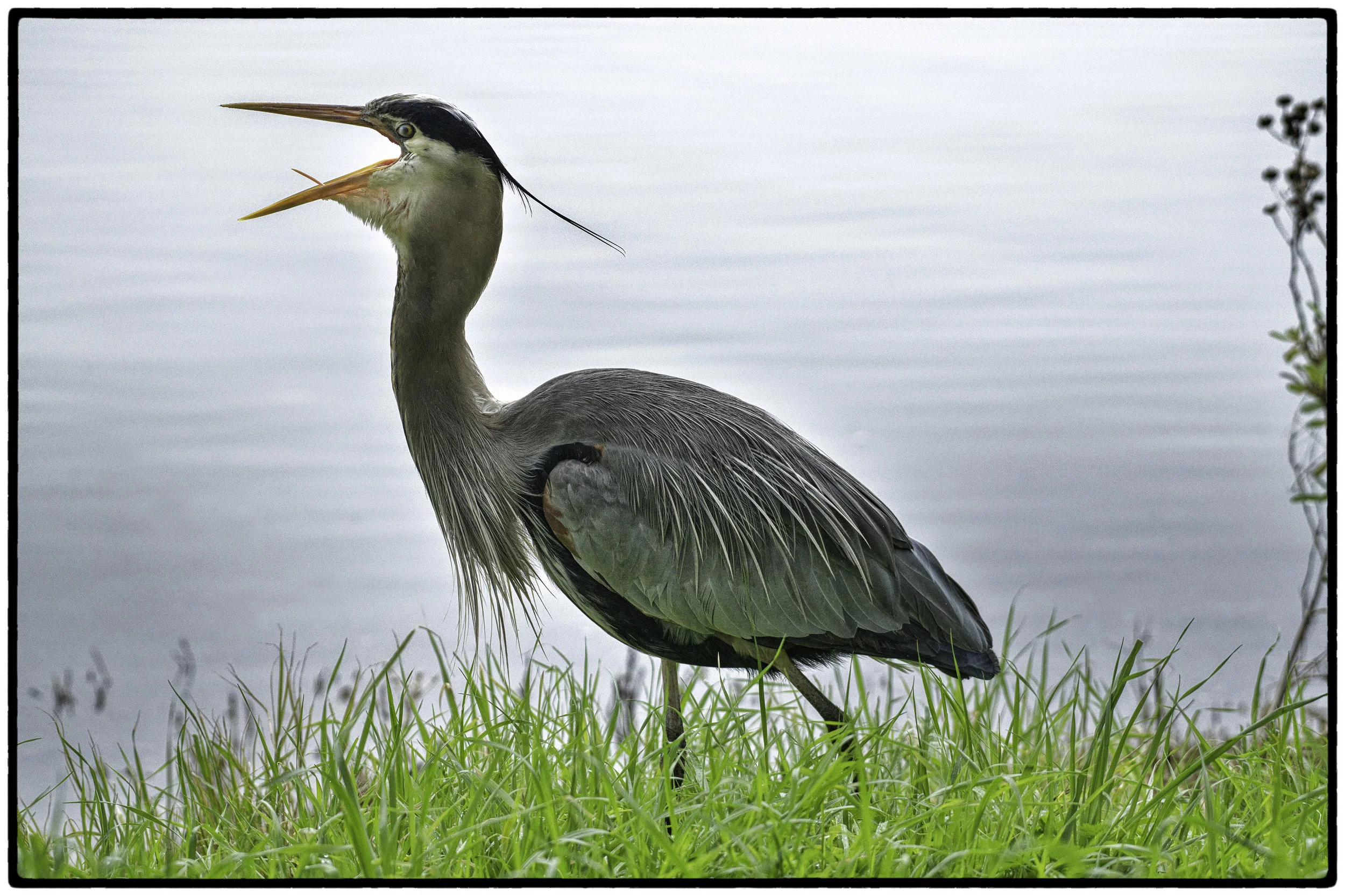 Great Blue Heron