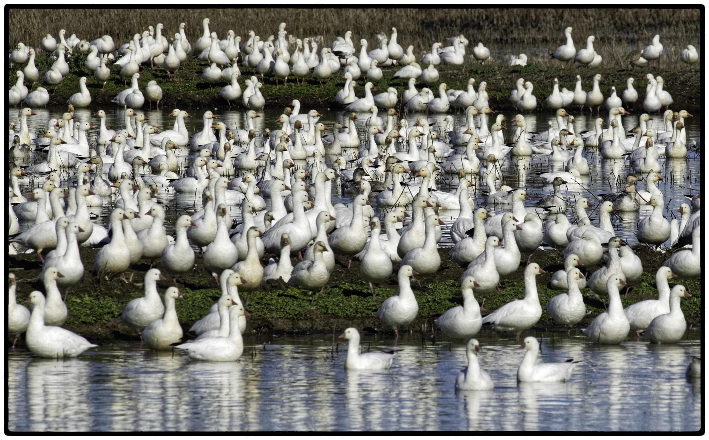 Snow Geese, Sacramento Wildlife Preserve