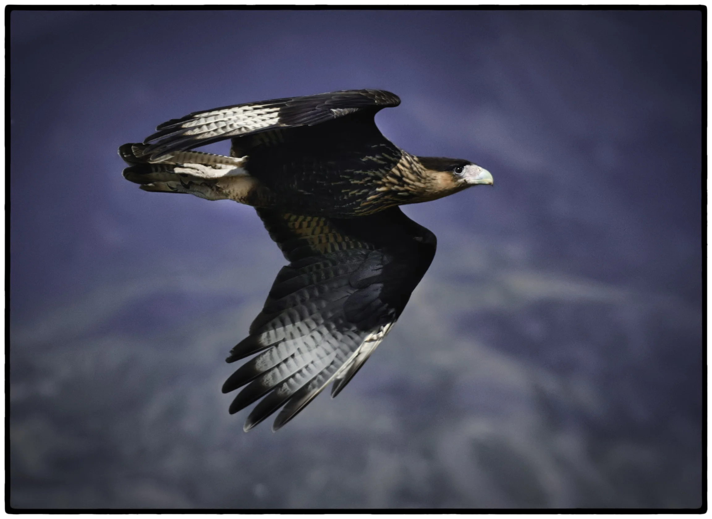 Southern Crested Caracara, Chile