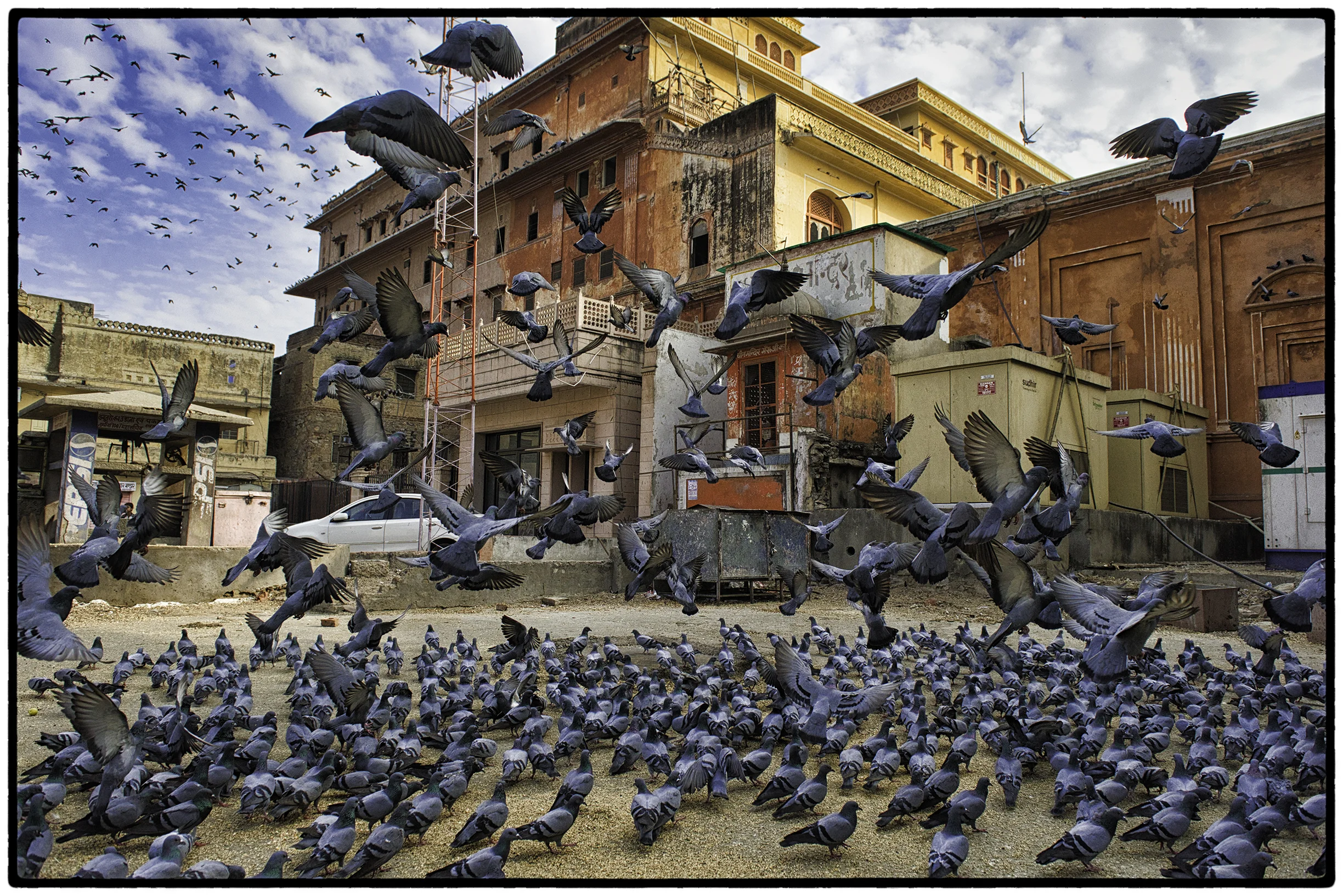 Pigeons, Rajasthan, India
