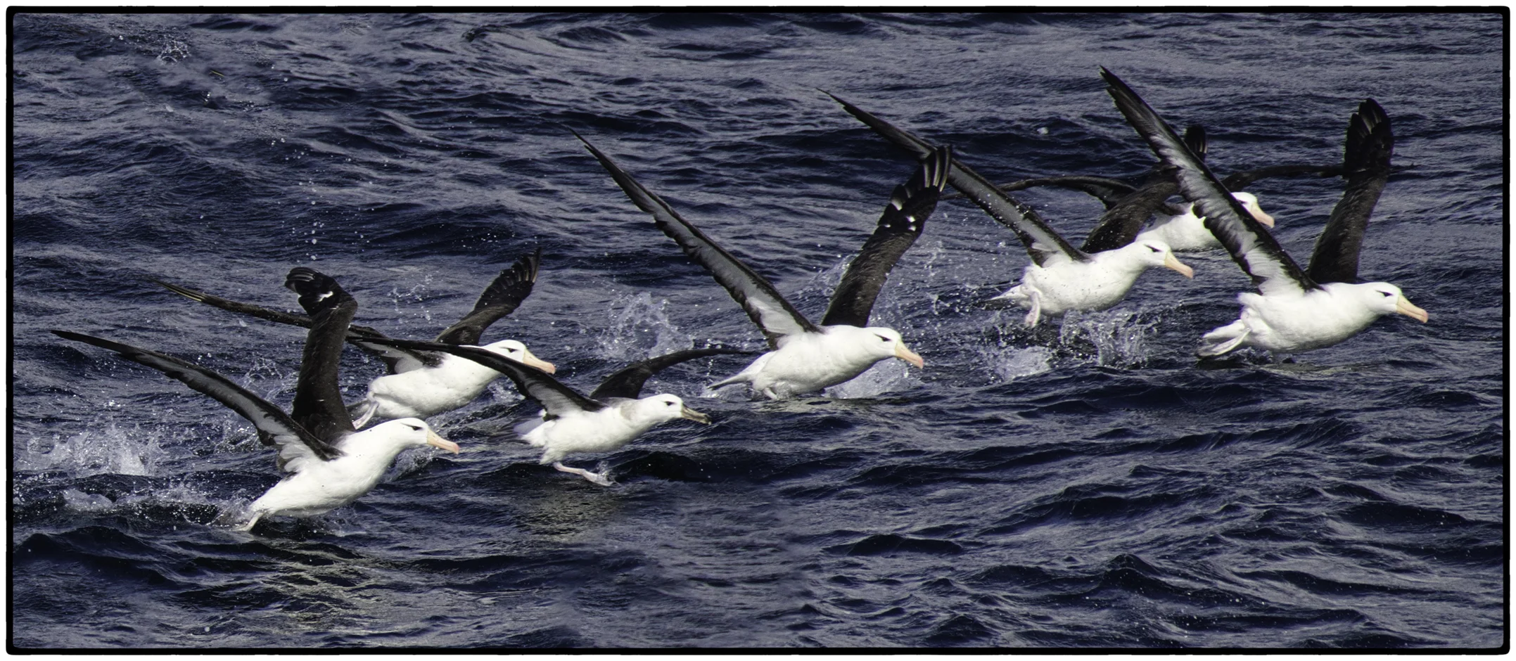 Albatrosses, Straits of Magellan, Argentina