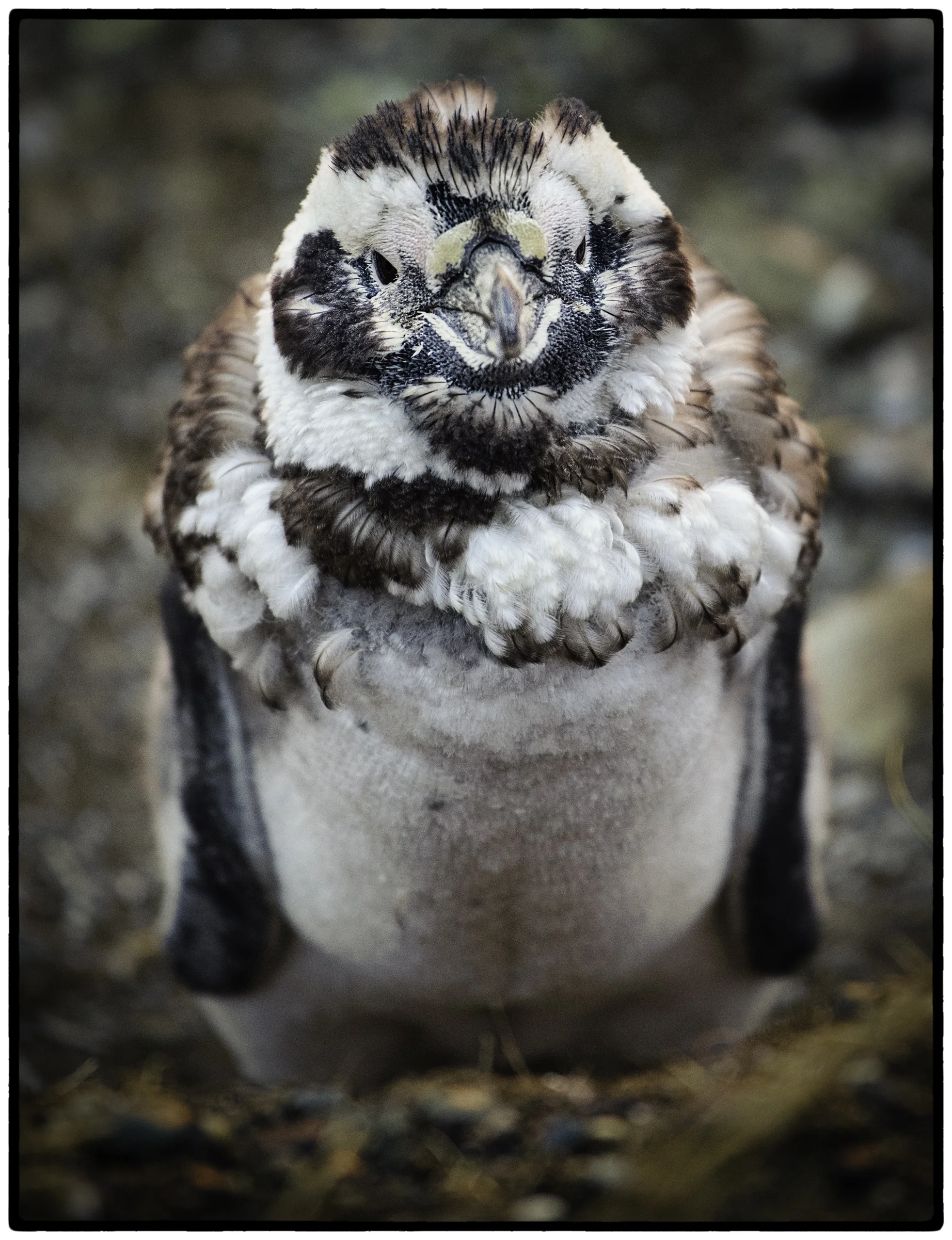 Magellanic Penguin, Chile