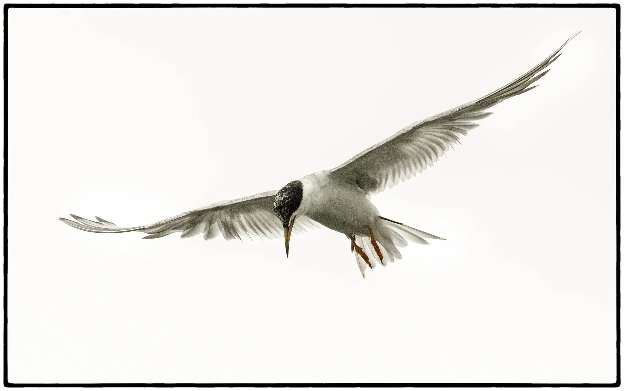 Tern, Berkeley, CA