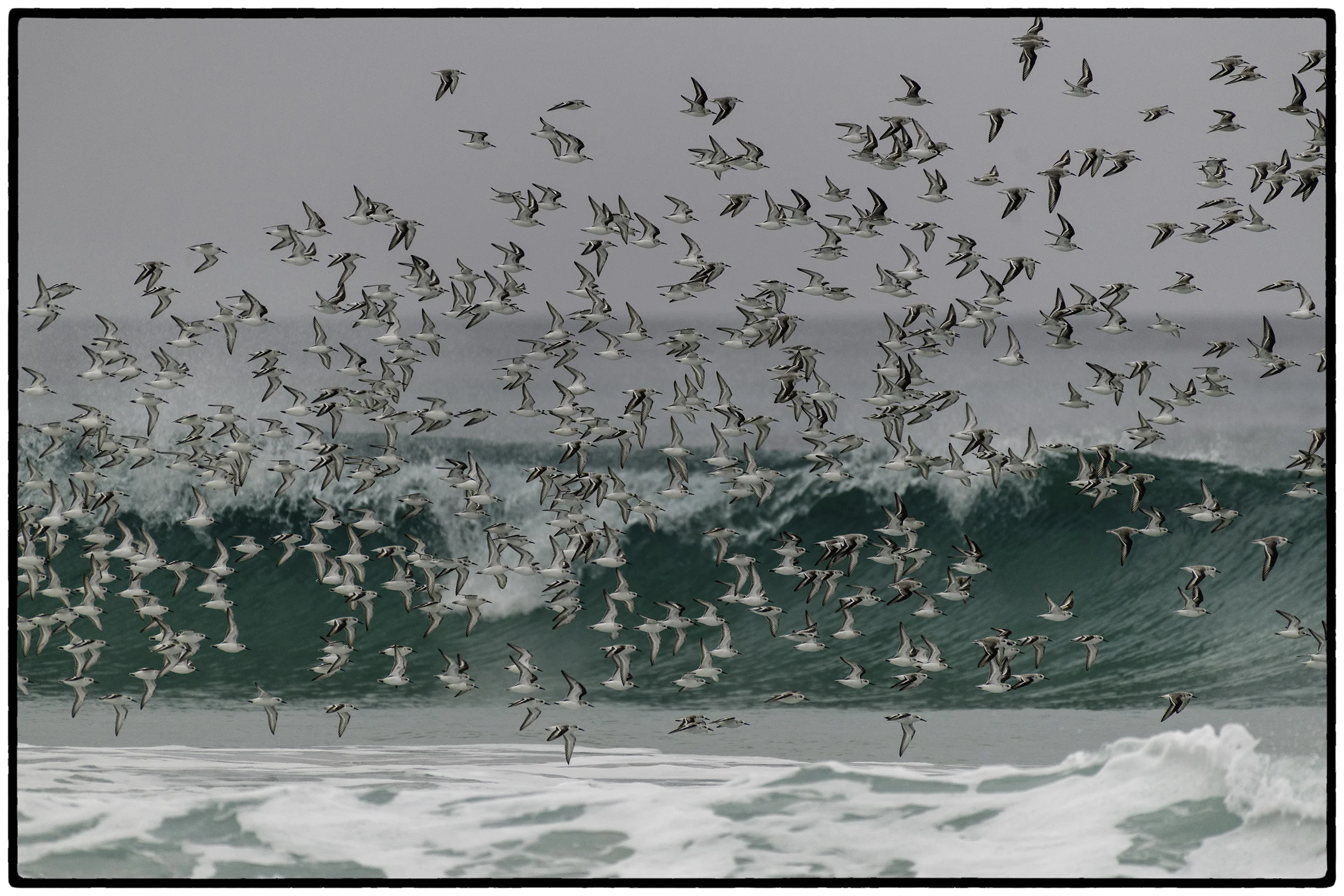 Sanderlings, Pacific Grove, CA
