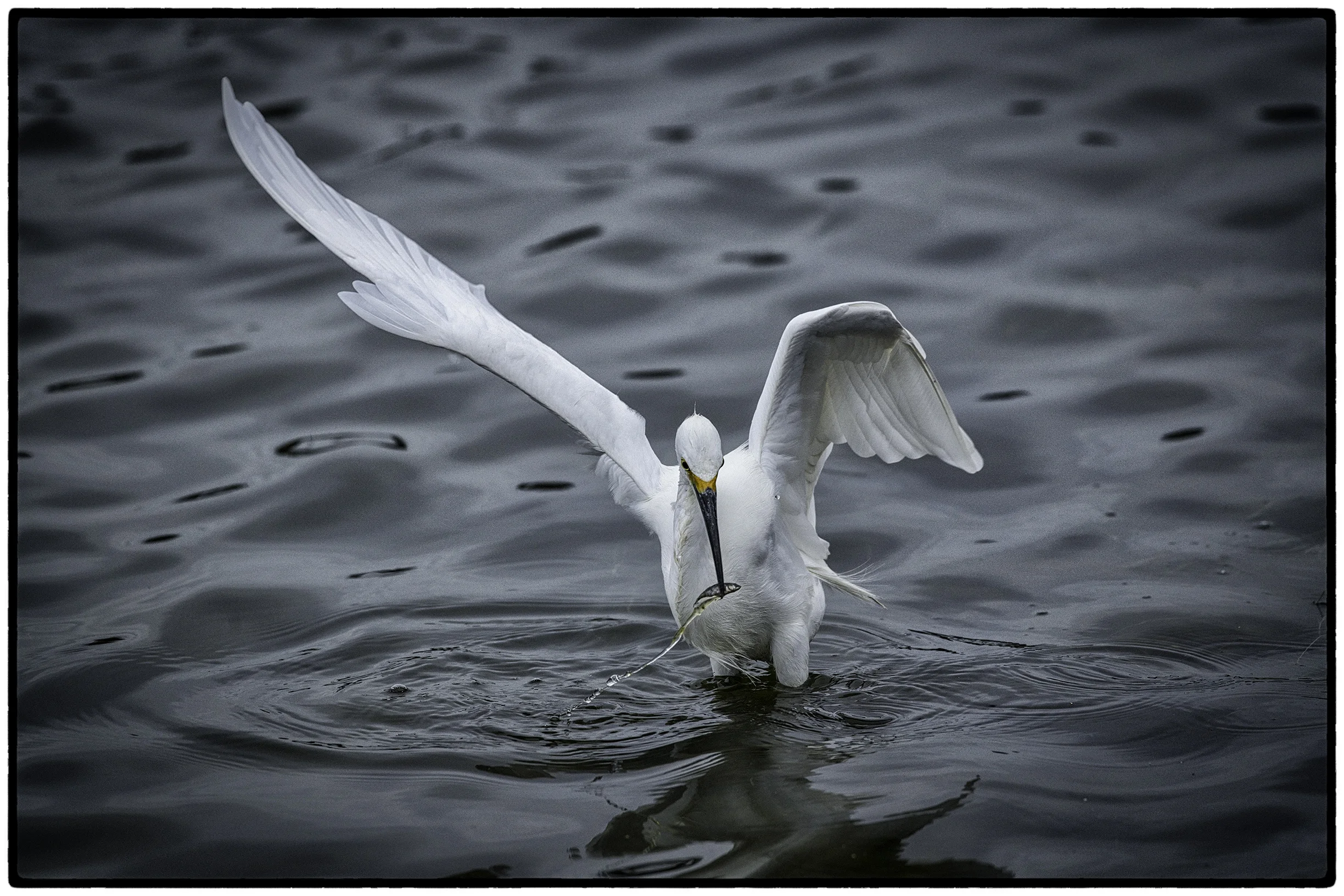 Great Egret fishing, Berkeley, CA