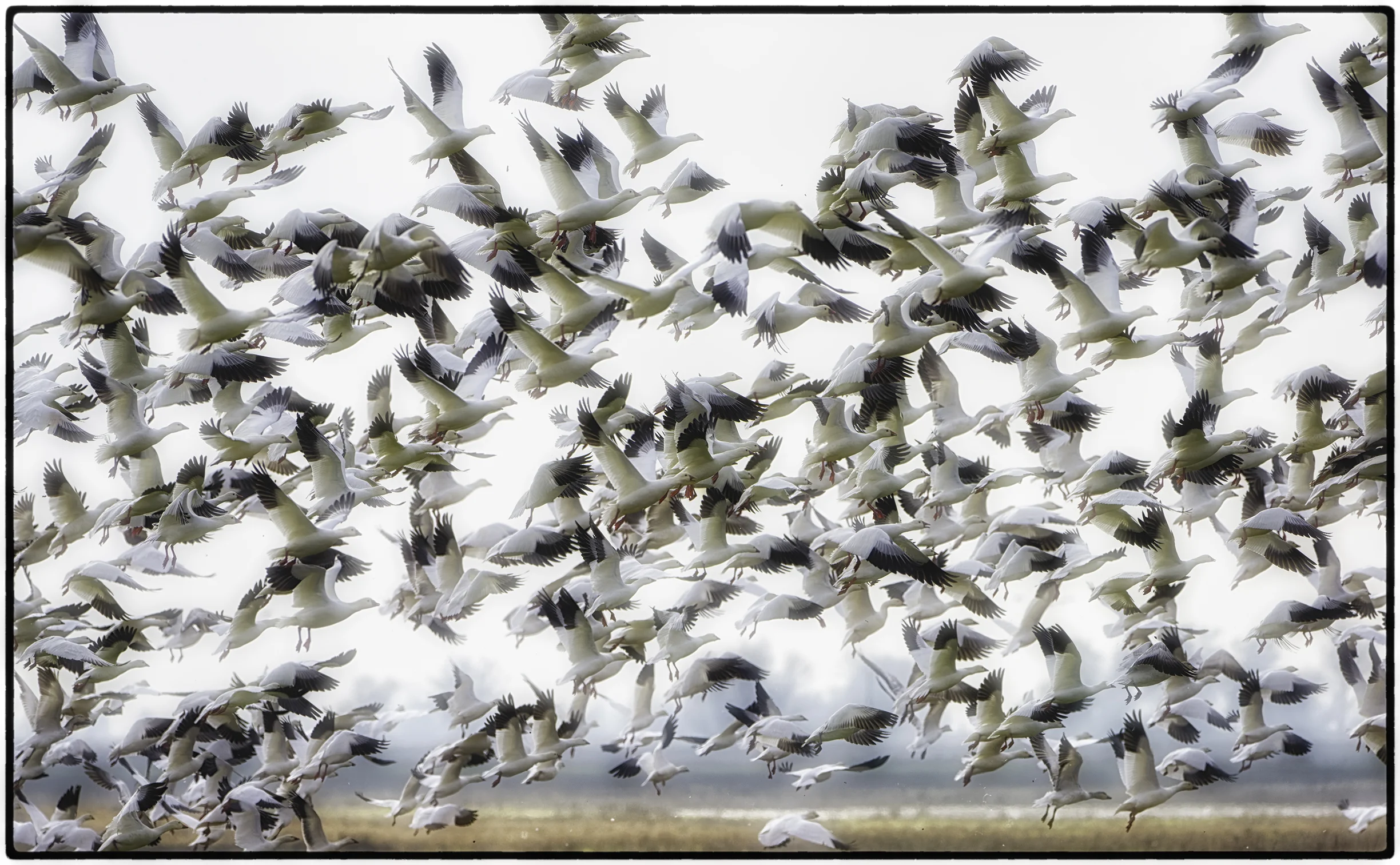 Snow Geese, Sacramento Wildlife Preserve