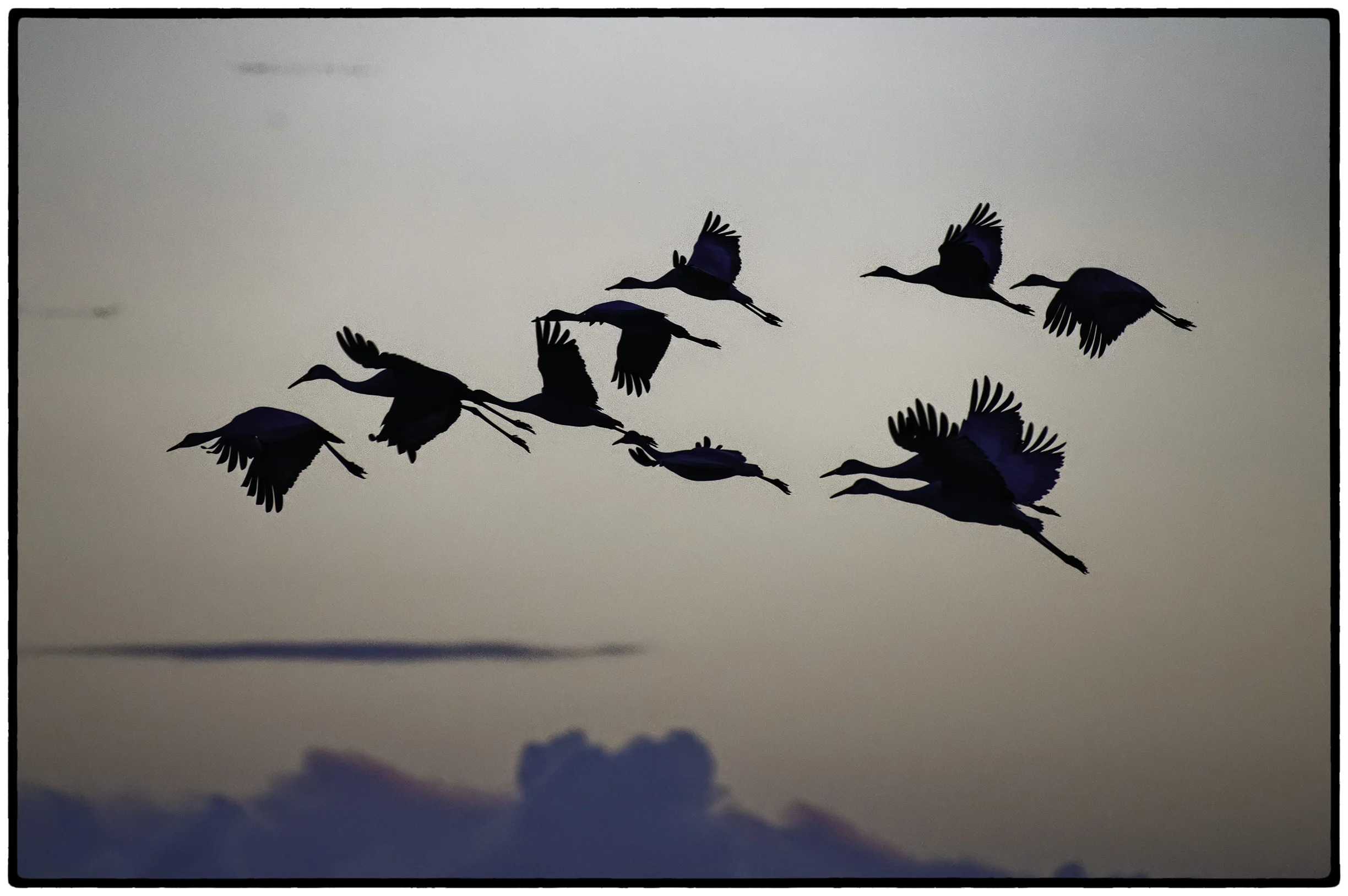 Whooping Cranes, Stockton, CA