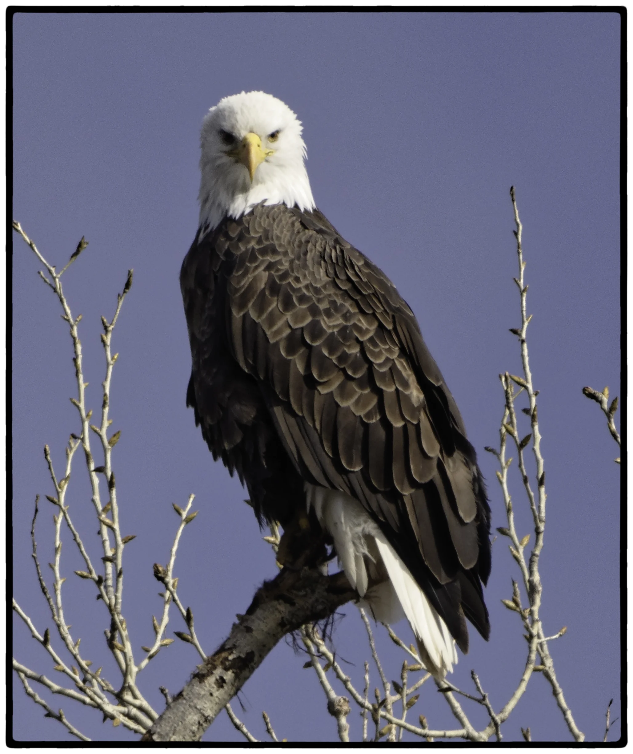 Eagle, Sacramento Wildlife Preserve, Ca